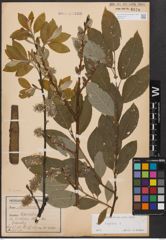 Foto von Salix caprea L.